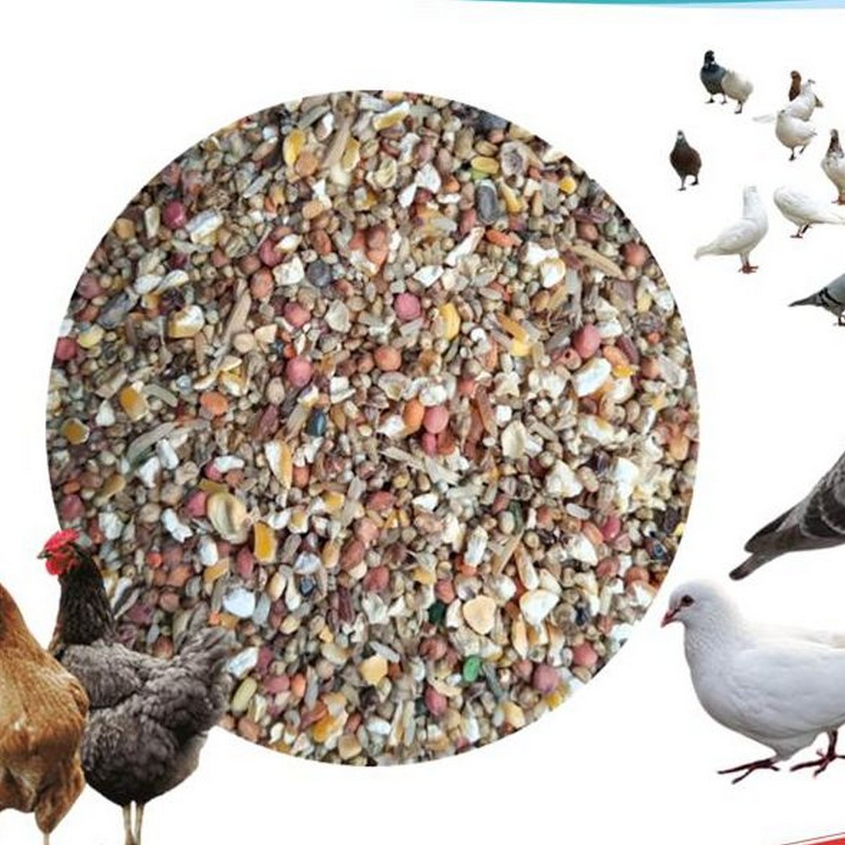 Kabutar Dana For Pigeon 1 KG